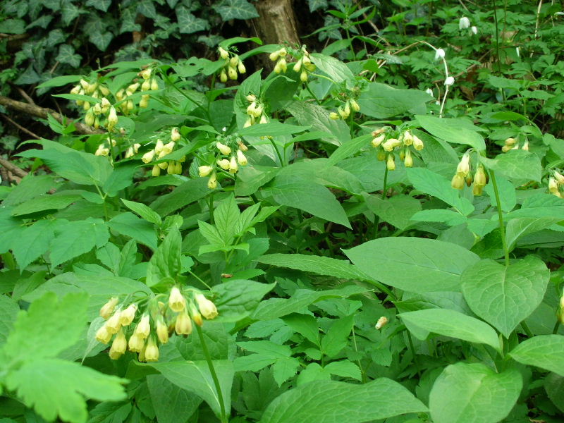 Symphytum tuberosum / Consolida femmina